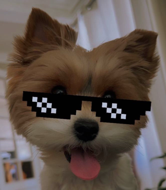 Liten fin hund som er brun og hvit med kule briller på seg